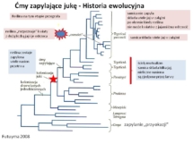 historia ewolucyjna - juka i ćma - kto lepszy