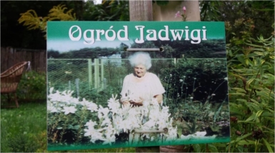 nie maa już lilii św. Antoniego w ogrodzie Jadwigi