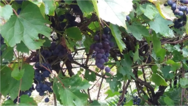 winogrona już dojrzałe