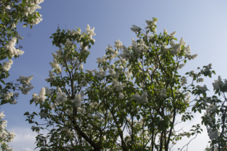 _DSC0008 _DSC0008