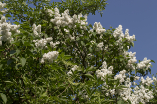 _DSC0009 _DSC0009