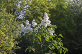 _DSC0010 _DSC0010