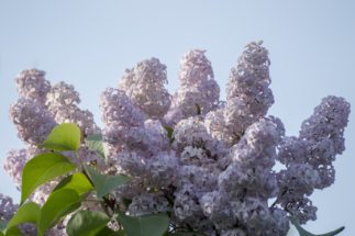 _DSC0024 _DSC0024