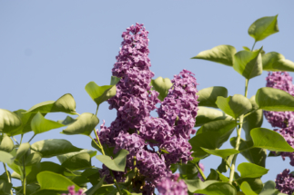 _DSC0042 _DSC0042