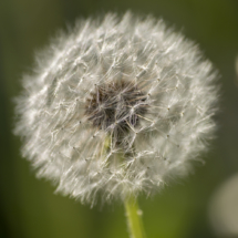 _DSC0050