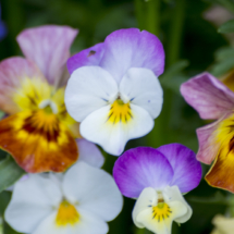 _DSC0061