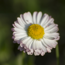 _DSC0071