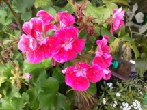 Pelargonia Pelargonia