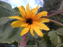 Rudbeckia Rudbeckia