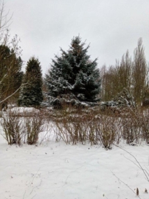 Śnieg na drzewach - piękne ozdoby Śnieg na drzewach - piękne ozdoby