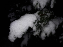 śnieg na gałęziach śnieg na gałęziach