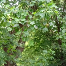 pojedyncze kwiaty na tulipanowcu