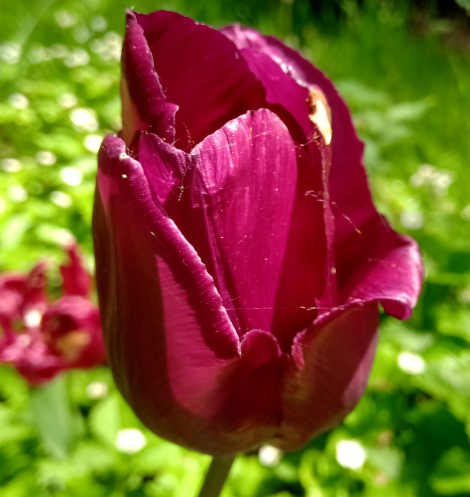 Różnorodność tulipanów w ogrodzie