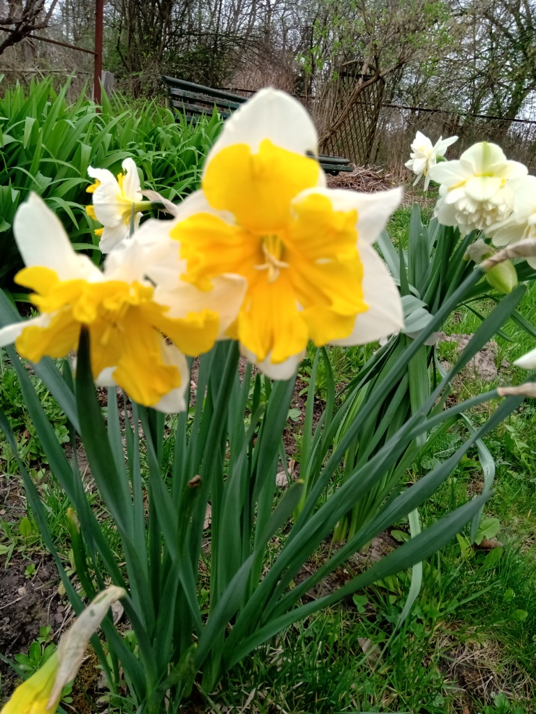 Wiosenne zachwyty ogrodem Wiosenne zachwyty ogrodem