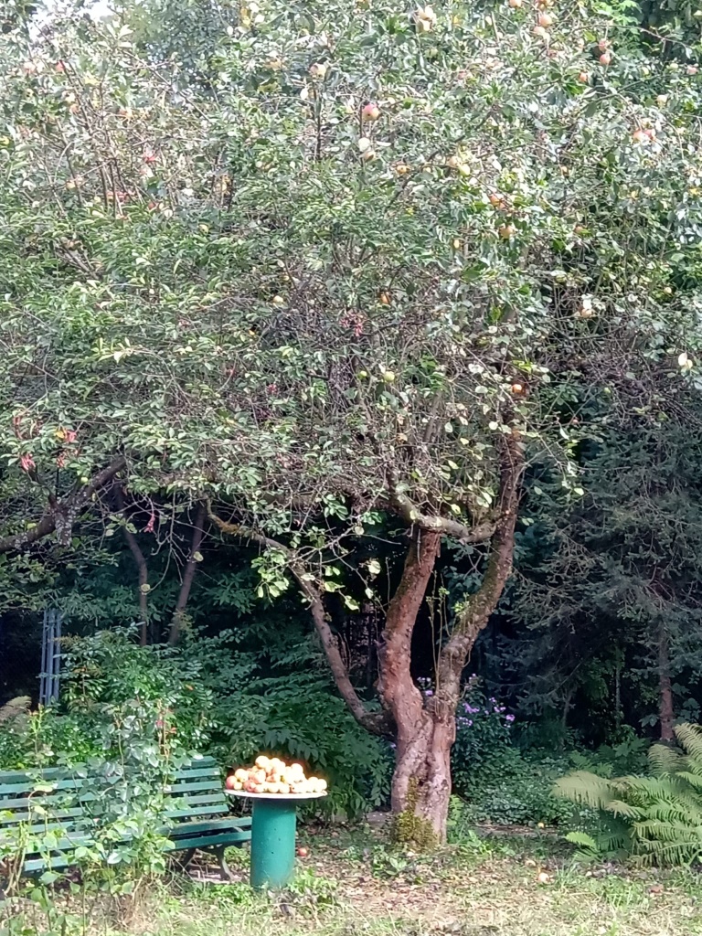 Głos starej Jabłoni Głos starej Jabłoni