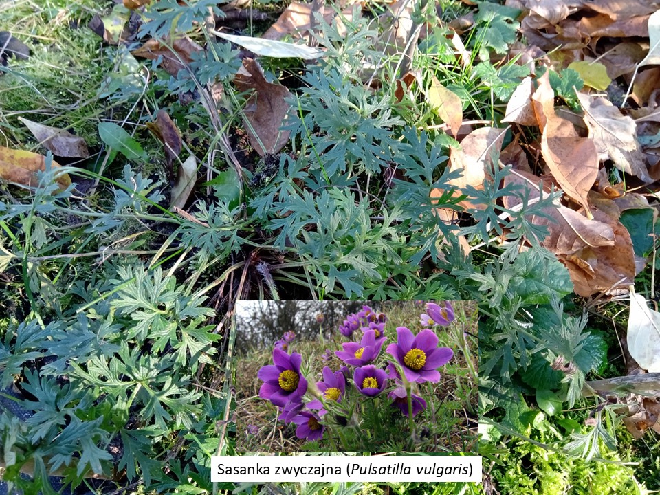ZWIĘKSZA SIĘ KOLEKCJA RZADKICH I CHRONIONYCH ROŚLIN W OGRODZIE ZWIĘKSZA SIĘ KOLEKCJA RZADKICH I CHRONIONYCH ROŚLIN W OGRODZIE