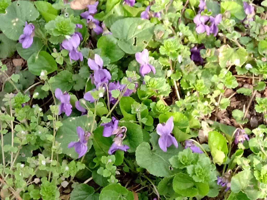 Wiosna wcześnie zawitała w tym roku do Ogrodu Wiosna wcześnie zawitała w tym roku do Ogrodu