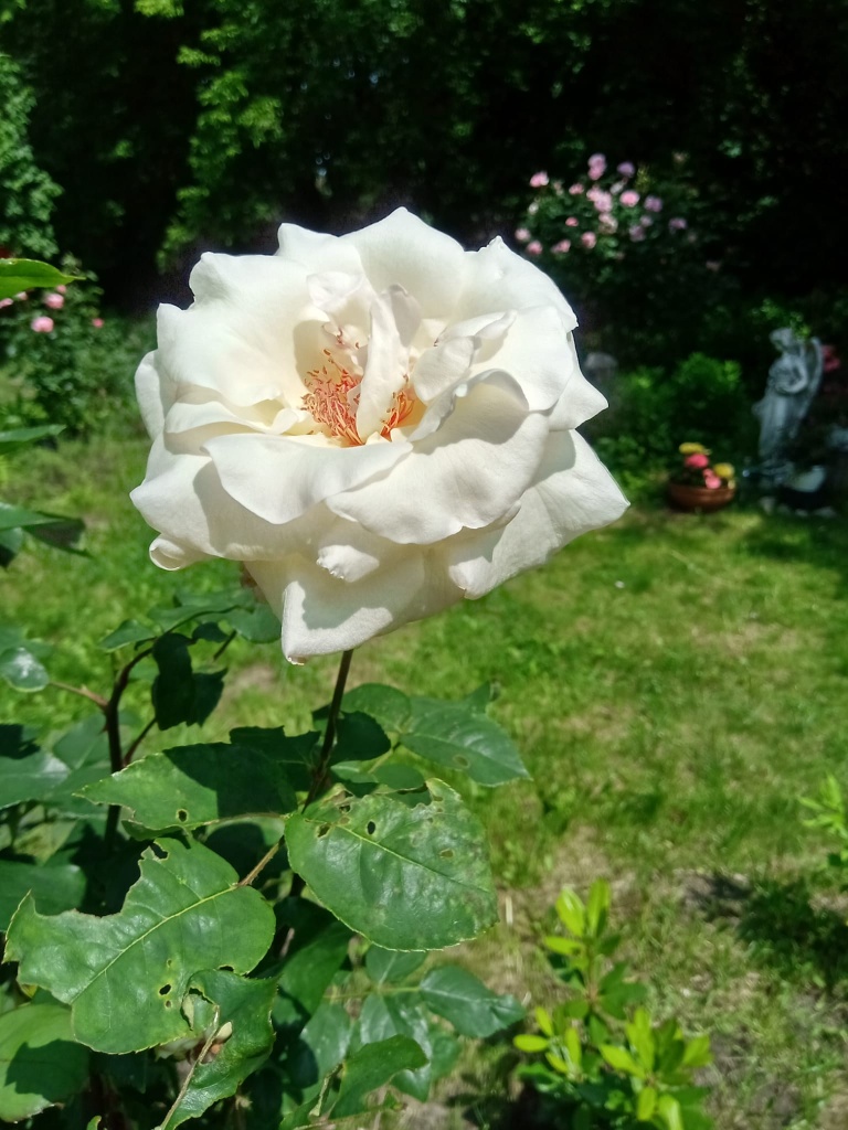 Piknik w Ogrodzie Piknik w Ogrodzie