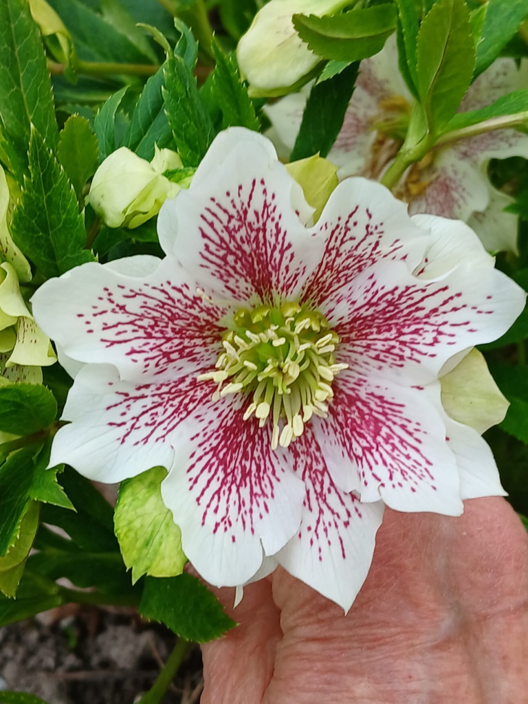 Kwiecień w Ogrodzie