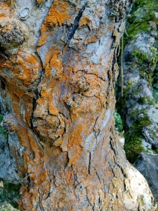 Głos starej Jabłoni (5)