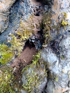 Głos starej Jabłoni (6)