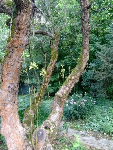 Głos starej Jabłoni (8)