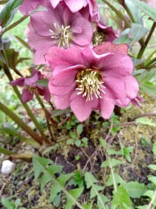 Helleborus- fiolet 2