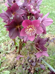 Helleborus-fiolet