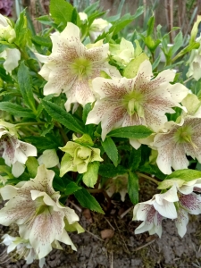 Helleborus