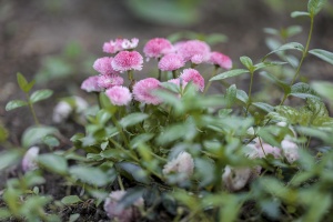 IMG_7970