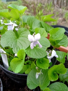 Viola epipsila
