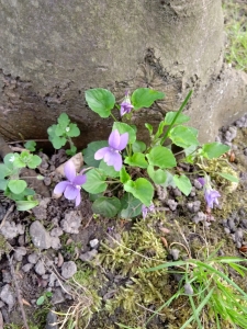Viola reichenbachiana