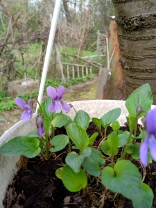 Viola uliginosa