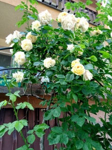 WhatsApp Image 2025-06-07 at 22.30.15 (2)