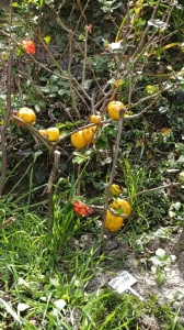 WhatsApp Image 2026-10-19 at 10.44.15 (2)