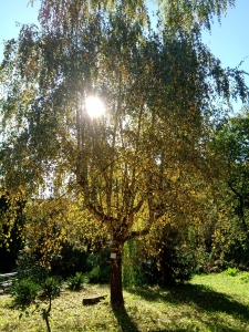 brzoza z tabliczka o adopcji