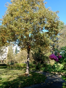 klon z tabliczką o adopcji