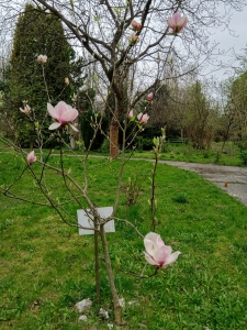 magnolia