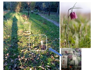 miejsce nr 2 sadzenia cebulek szachownicy