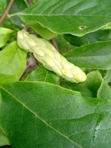 owocostany magnolii-1