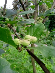 owocostany magnolii-2