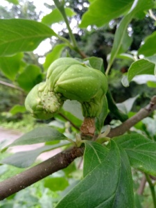 owocostany magnolii-3
