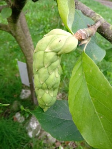 owocostany magnolii-4