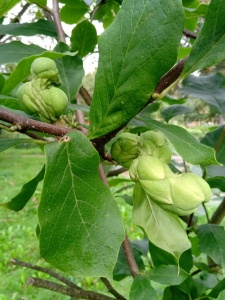 owocostany magnolii