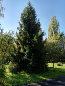świerk