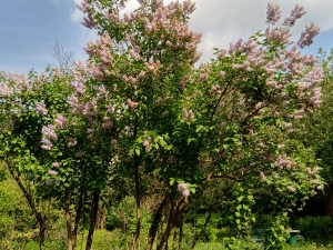 IMG 20240425 151340